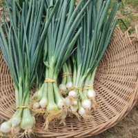 <p>Oignons botte</p> 