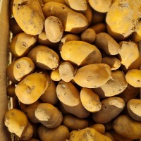 <p>pomme de terre variété charlotte</p> 