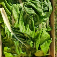 <p>blette ou carde</p> 